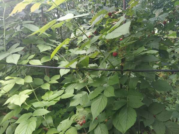 Ровный участок на 7км СТ Горнодолинный в Севастополе фото 13