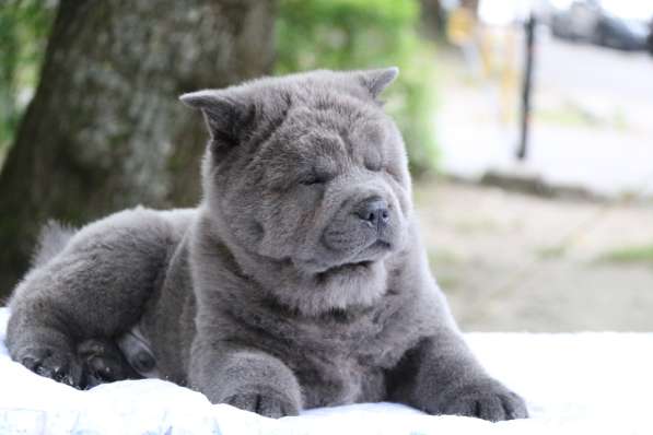 Щенки Чау-чау в Москве фото 11