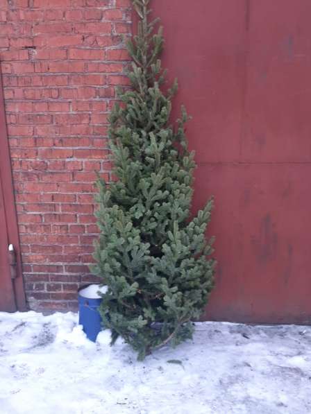 Новогодние живые елки в Новокузнецке фото 12