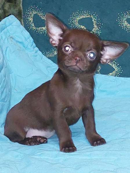 Чихуахуа. Chocolate. Мини в фото 4