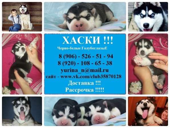 Сибирские хаски. лучшие щеночки в Москве