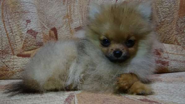 Щенок померанского шпица- микро - медвежонок в фото 14