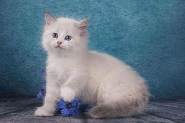 Невские маскарадные котята в Санкт-Петербурге фото 4