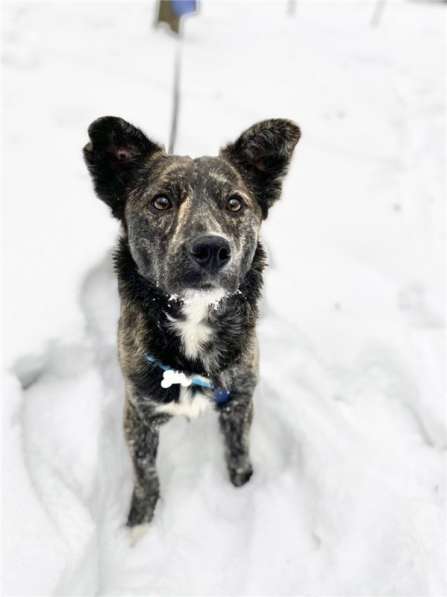 Некрупный красивый мальчик Харви в добрые руки в Москве фото 13