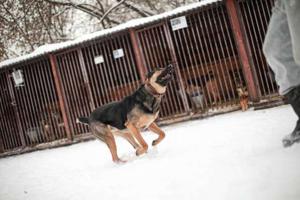 Брюс ищет семью в Москве фото 10