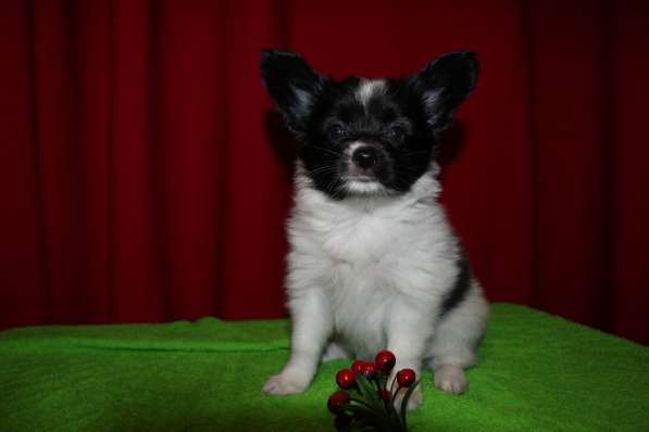 Папийоны в Ростове-на-Дону фото 17