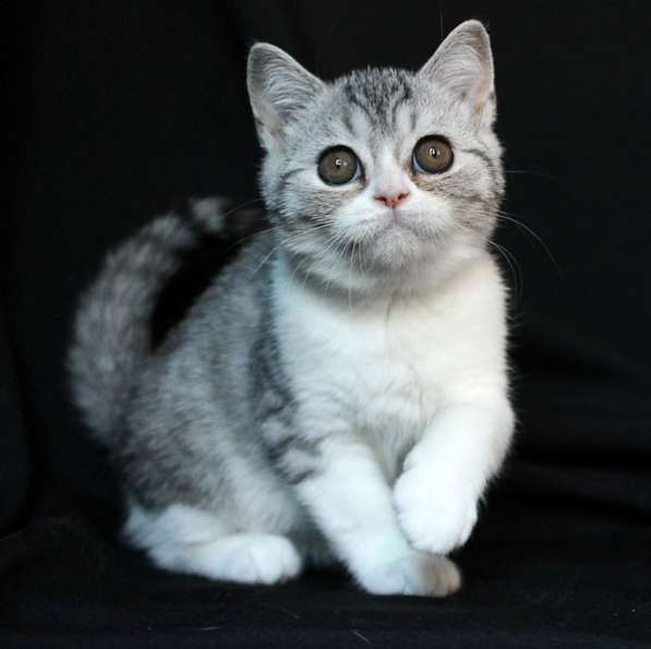Самый модный шотландский котенок в Ростове-на-Дону