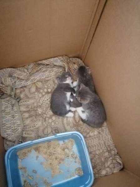 Красивые котята в Нижнем Новгороде фото 3