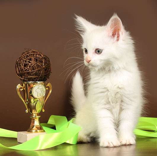 Котик белый зеленоглазый, 2 котика Красный мрамор, кошечка