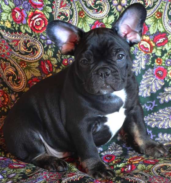 Французский бульдог (Мальчик)