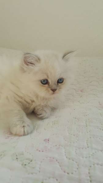 Продаются котята Берлин в фото 3