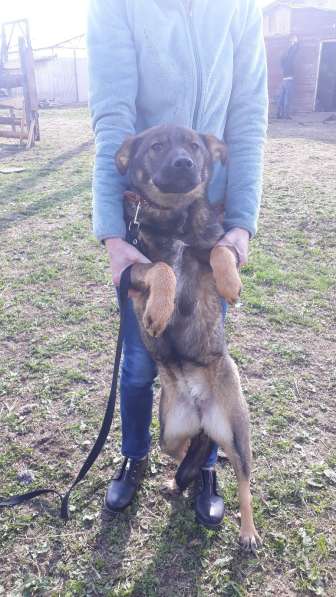 Дана, 1 год, ищет дом! в Раменское фото 8