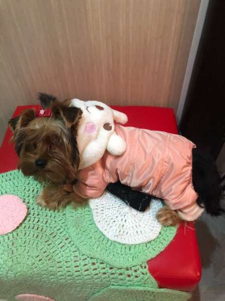 Одежда для собак в Орехово-Зуево фото 6