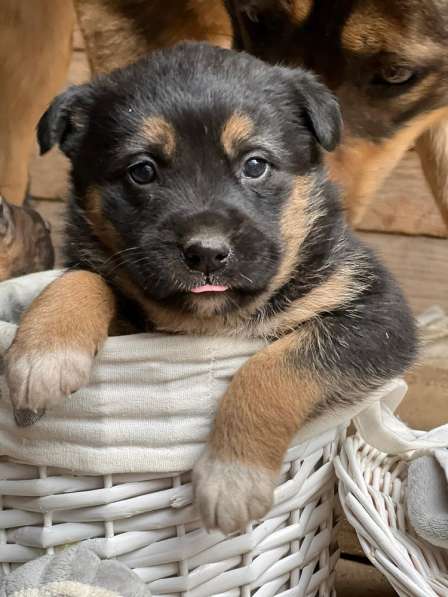 Прекрасная Алиса ищет дом! в Москве фото 9