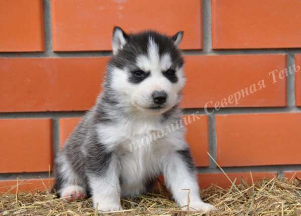 Две высокопородные девочки Хаски от Чемпионов! в Тюмени фото 28