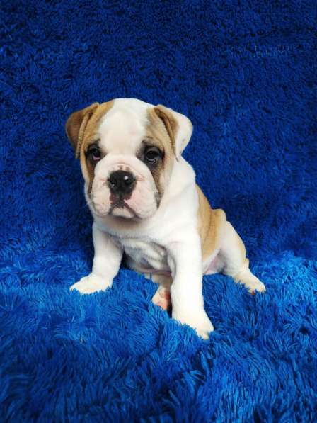 Englische Bulldogge в фото 6
