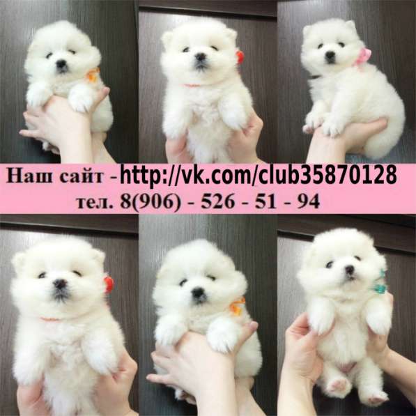 Щенки самоедики