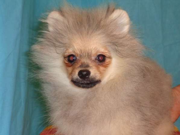 Щенки шпица в Москве фото 4