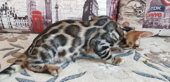 Продается бенгальский котик в Кирове фото 4
