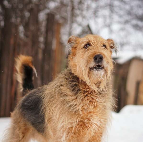 Мухтар ищет семью в Москве фото 35