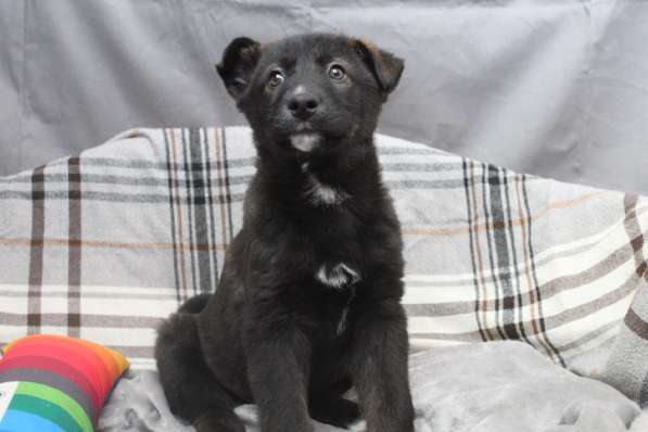 Черный щенок со звездочкой на груди в Санкт-Петербурге фото 21