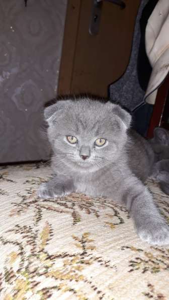 Scottish Fold