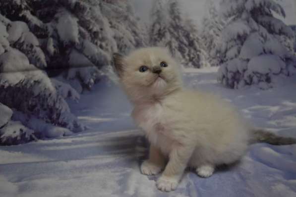 Котята Регдолл в Москве фото 31