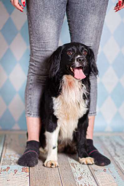 Черный спаниель Таис в добрые руки в Москве фото 4