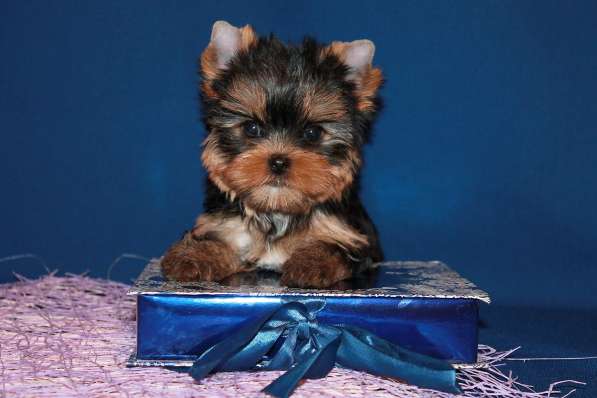 Мальчик йоркширский терьер, мелкий стандарт в Москве фото 3