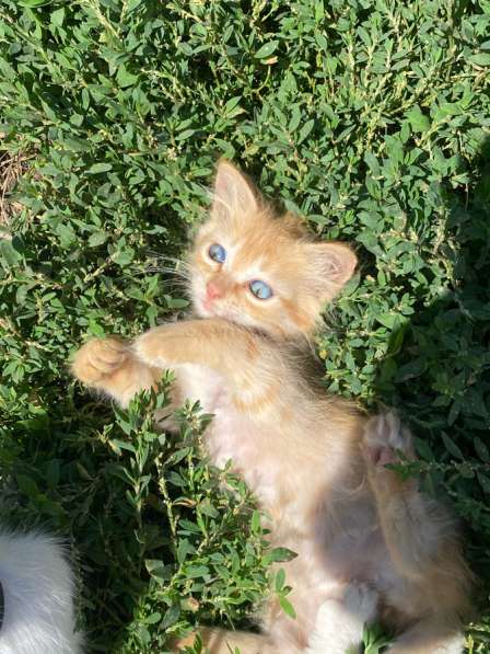 Одам в хорошие руки