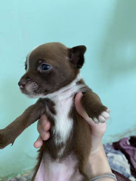 Щенки маленькой породы в Спасске-Дальнем фото 5