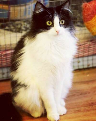 Отдам даром Ждет чудес пушистая малышка Фиста