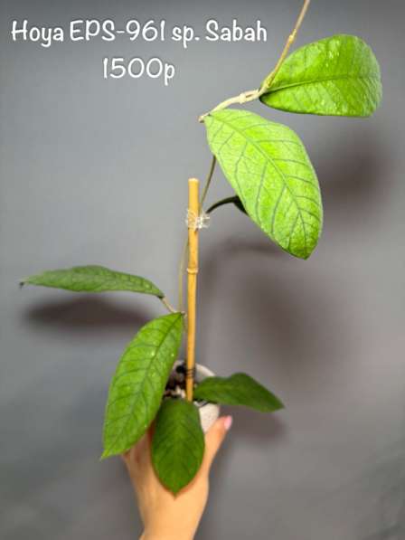 Хойи укорененные в Москве фото 8