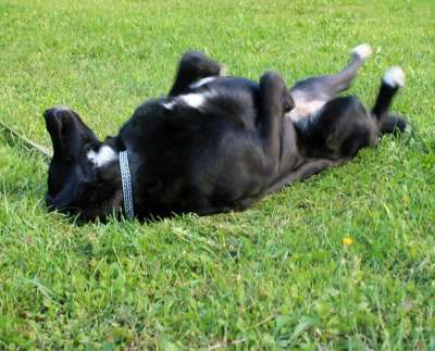 Отдам даром Роскошный пес Барт в Санкт-Петербурге