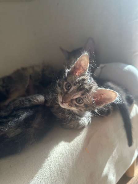 Котята в добрые руки в Малаховке