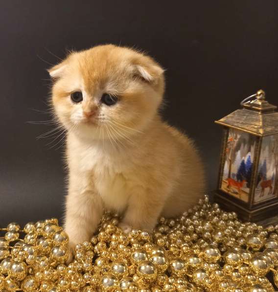 Шотландские котята золотая шиншилла в Краснодаре фото 6
