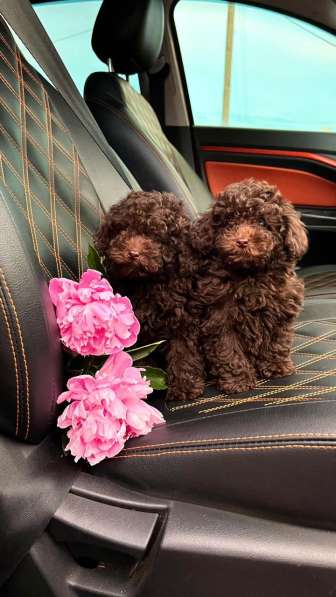 Toy poodle puppies в фото 8