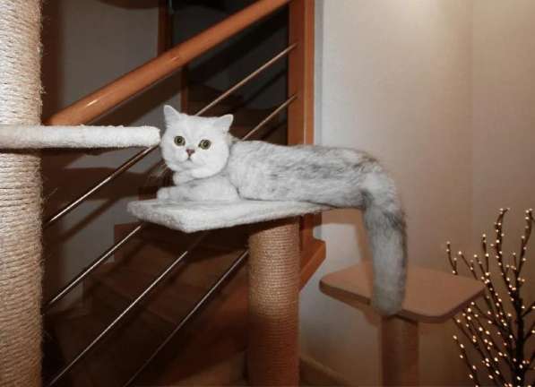 Шотландский кот на вязку в фото 10