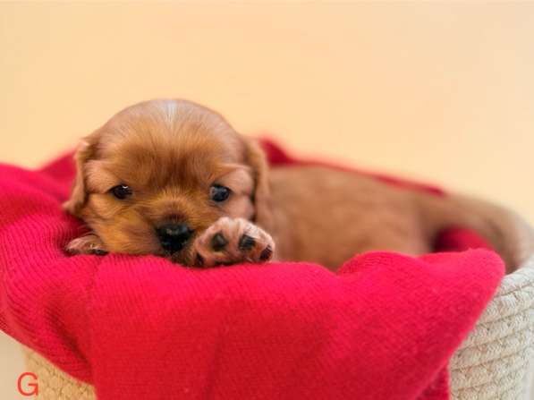 Щенки кавалер Кинг Чарльз спаниель в Москве