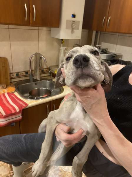 Собаки в Москве