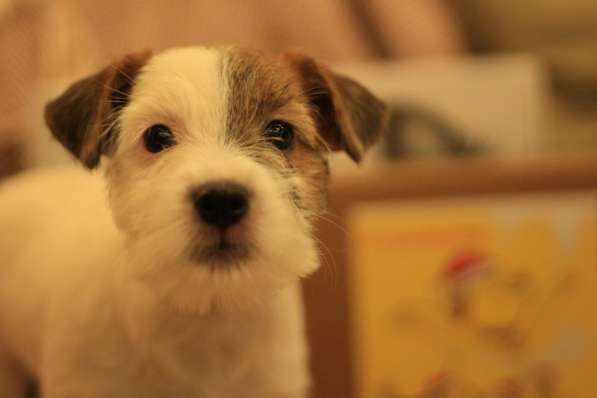 Щенок Джек Рассел терьер в Йошкар-Оле фото 9