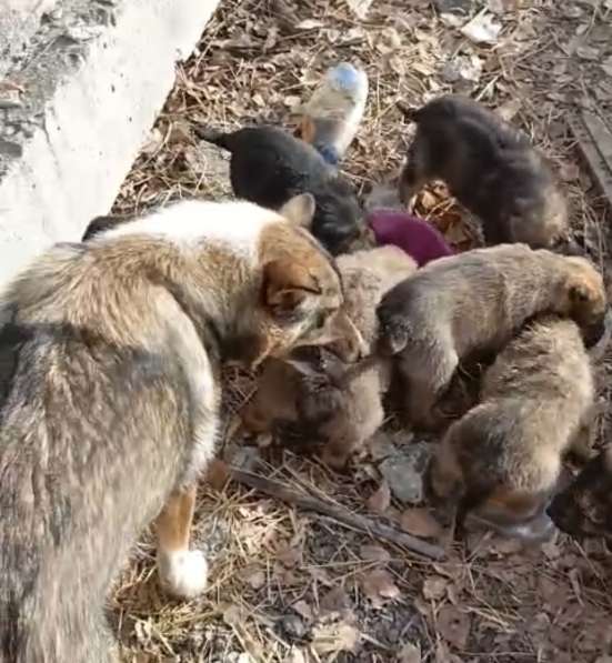 Щенки в добрые руки в Чите фото 4