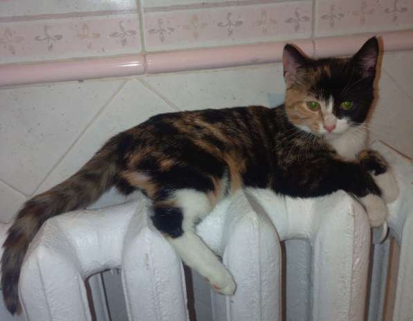 Трехцветный котенок Умка в добрые руки