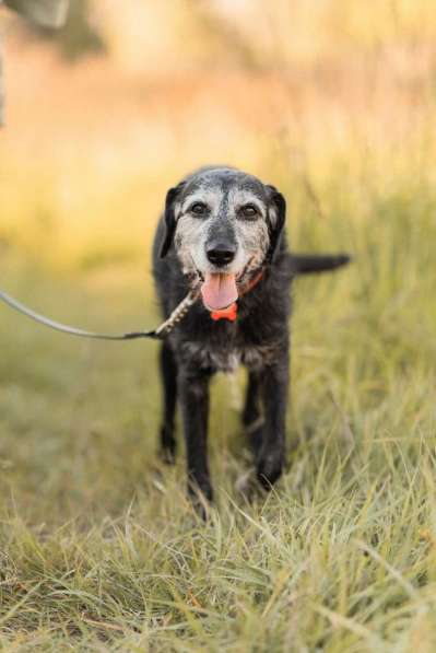 Спокойная мудрая Джулия ищет теплый уголок! в Москве фото 8