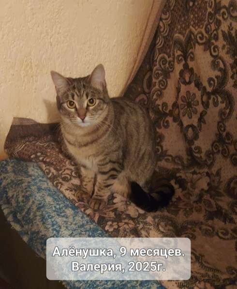 Отдам в добрые ручки сестричек-близняшек в Симферополе