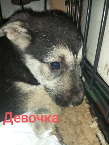 Щенки бесплатно в фото 7