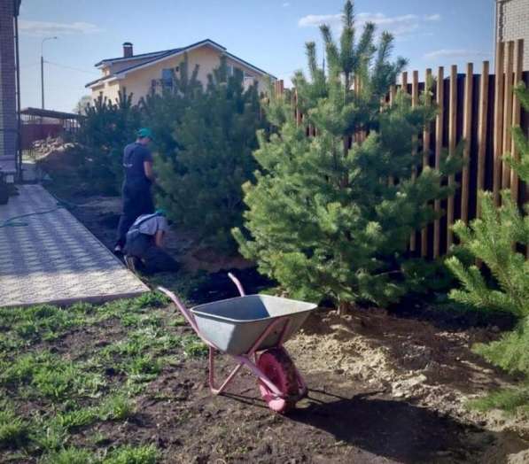 Озеленение: посадка крупномеров с гарантией в Тобольске фото 3
