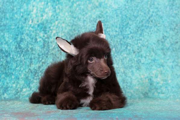 Китайская хохлатая мальчик в Москве фото 13