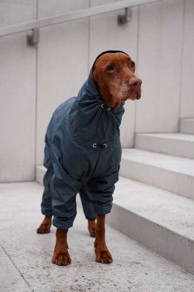 Одежда для собак всех размеров !! в фото 7