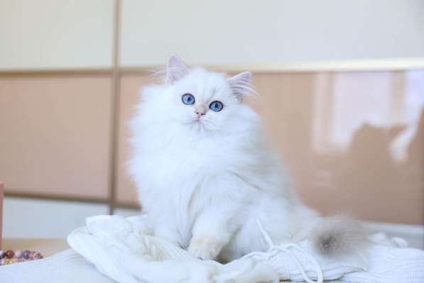Британский котенок. Длинношерстный поинт в Санкт-Петербурге фото 4